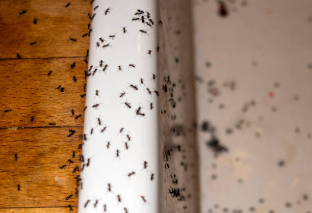 Best Pest Removal Services  in Black River Falls, WI