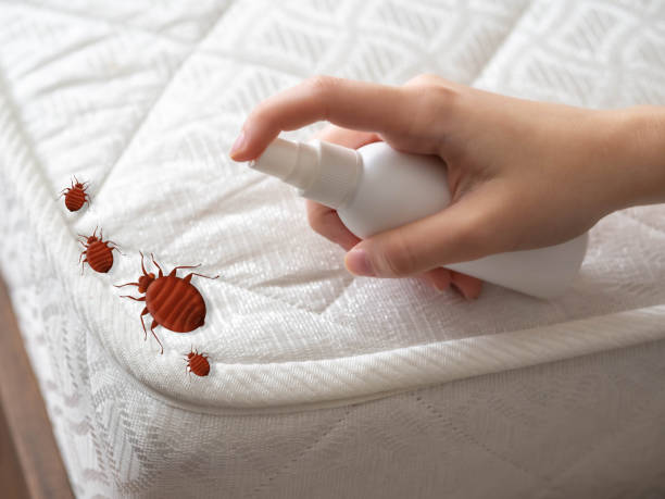 Wasp Removal Services in Black River Falls, WI